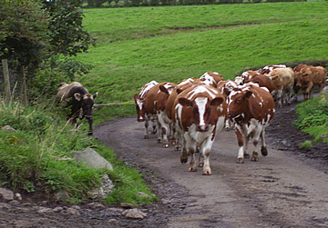 Scottish Cows Cheese