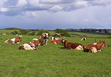 Dunlop Cows