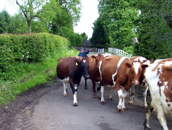 Dunlop Cows