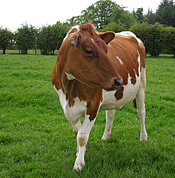ayrshire cow