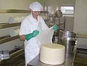 Hard Cheese Making